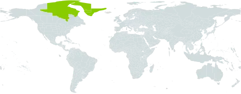 Erigeron alpiniformis world distribution map, present in Canada and Greenland