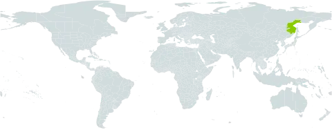 Erigeron burejensis world distribution map, present in Russian Federation