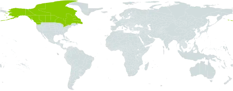 Erigeron elatus world distribution map, present in Canada and United States of America