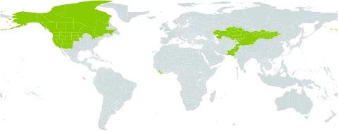 Erigeron lonchophyllus world distribution map, present in Canada, China, Kazakhstan, Kyrgyzstan, Liberia, Mongolia, Pakistan, and United States of America