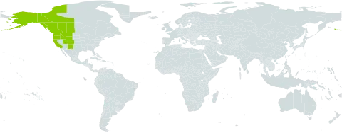 Erigeron nivalis world distribution map, present in Canada and United States of America