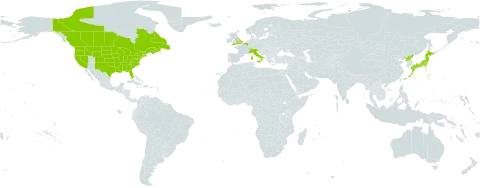 Erigeron philadelphicus world distribution map, present in Belgium, Canada, Switzerland, France, United Kingdom of Great Britain and Northern Ireland, Italy, Japan, Mauritius, Korea (Democratic People's Republic of), and United States of America