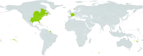 Erigeron pulchellus world distribution map, present in Canada, France, and United States of America