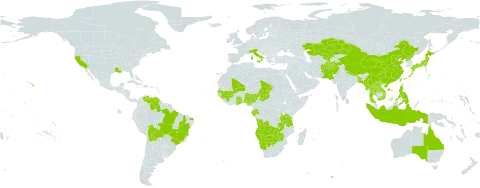 Eriocaulon cinereum world distribution map, present in Afghanistan, Angola, Australia, Bangladesh, Bolivia (Plurinational State of), Brazil, Botswana, China, Gabon, Ghana, Guinea, Indonesia, Italy, Japan, Kazakhstan, Lao People's Democratic Republic, Mali, Myanmar, Namibia, Nigeria, Nepal, Pakistan, Philippines, Korea (Democratic People's Republic of), Senegal, Chad, Togo, Thailand, Taiwan, Province of China, Tanzania, United Republic of, United States of America, Uzbekistan, Venezuela (Bolivarian Republic of), Viet Nam, Zambia, and Zimbabwe