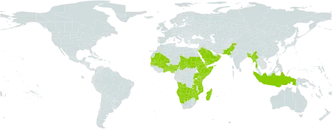 Eriochloa barbatus world distribution map, present in Angola, Benin, Burkina Faso, Bangladesh, Botswana, Djibouti, Eritrea, Ethiopia, Ghana, Gambia, Indonesia, Kenya, Madagascar, Mali, Myanmar, Mozambique, Mauritania, Namibia, Nigeria, Oman, Pakistan, Rwanda, Saudi Arabia, Sudan, Senegal, Somalia, Chad, Togo, Tanzania, United Republic of, Uganda, Yemen, Zambia, and Zimbabwe