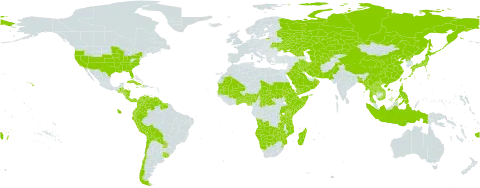Eriochloa world distribution map, present in Aruba, Angola, Åland Islands, Andorra, Benin, Burkina Faso, Bangladesh, Belize, Bolivia (Plurinational State of), Botswana, Central African Republic, Chile, China, Cook Islands, Colombia, Costa Rica, Cuba, Djibouti, Dominica, Ecuador, Eritrea, Ethiopia, Fiji, Georgia, Ghana, Gambia, Guatemala, Guyana, Honduras, Haiti, Indonesia, Iran (Islamic Republic of), Iraq, Jamaica, Japan, Kazakhstan, Kenya, Lao People's Democratic Republic, Moldova (Republic of), Madagascar, Mali, Myanmar, Mozambique, Mauritania, Namibia, Nigeria, Nicaragua, Oman, Pakistan, Panama, Peru, Philippines, Puerto Rico, Korea (Democratic People's Republic of), Paraguay, Russian Federation, Rwanda, Saudi Arabia, Sudan, Senegal, Somalia, Suriname, eSwatini, Chad, Togo, Thailand, Turkmenistan, Tonga, Taiwan, Province of China, Tanzania, United Republic of, Uganda, Ukraine, Uruguay, United States of America, Uzbekistan, Venezuela (Bolivarian Republic of), Viet Nam, Samoa, Yemen, Zambia, and Zimbabwe