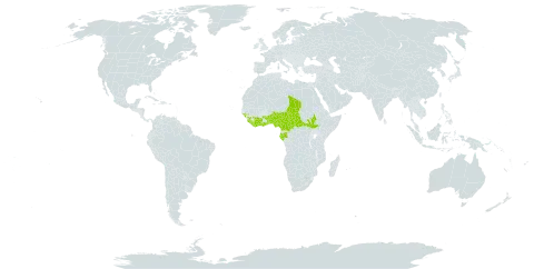 Eriocoelum kerstingii world distribution map, present in Benin, Burkina Faso, Central African Republic, Côte d'Ivoire, Cameroon, Gabon, Ghana, Guinea, Guinea-Bissau, Liberia, Nigeria, Sierra Leone, South Sudan, Chad, Togo, and Uganda
