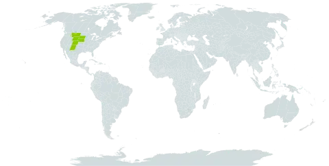 Eriogonum effusum world distribution map, present in United States of America