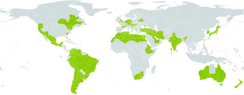 Erodium moschatum (burm.f.) l'hér. world distribution map, present in Albania, United Arab Emirates, Argentina, Australia, Austria, Belgium, Belarus, Bolivia (Plurinational State of), Brazil, Canada, Switzerland, Chile, Colombia, Cyprus, Germany, Algeria, Egypt, Eritrea, Spain, Ethiopia, France, United Kingdom of Great Britain and Northern Ireland, Gibraltar, Greece, Guatemala, Croatia, Hungary, India, Iran (Islamic Republic of), Iraq, Israel, Italy, Japan, Korea (Republic of), Lebanon, Libya, Morocco, Mexico, Netherlands, New Zealand, Peru, Portugal, Saudi Arabia, Slovenia, Syrian Arab Republic, Tunisia, Turkey, Taiwan, Province of China, Ukraine, Uruguay, United States of America, Venezuela (Bolivarian Republic of), and South Africa