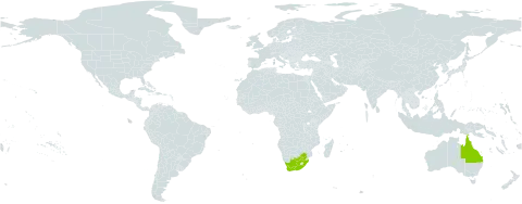 Erucastrum austroafricanum world distribution map, present in Australia and South Africa