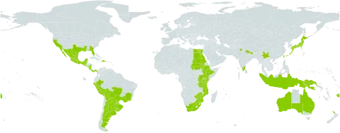 Erythrina crista-galli world distribution map, present in Argentina, American Samoa, Australia, Bonaire, Sint Eustatius and Saba, Belize, Bolivia (Plurinational State of), Brazil, China, Costa Rica, Dominican Republic, Egypt, Ethiopia, Fiji, Ghana, Guadeloupe, Guatemala, Indonesia, India, Japan, Kenya, Mexico, Mozambique, Martinique, Mauritius, Nicaragua, Nepal, New Zealand, Panama, Peru, Papua New Guinea, Puerto Rico, Paraguay, Réunion, Rwanda, Sudan, El Salvador, Seychelles, Taiwan, Province of China, Tanzania, United Republic of, Uganda, Uruguay, United States of America, South Africa, and Zimbabwe