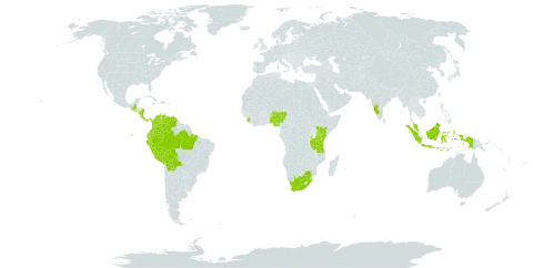 Erythrina poeppigiana world distribution map, present in American Samoa, Bolivia (Plurinational State of), Brazil, Barbados, Colombia, Costa Rica, Ecuador, Guadeloupe, Grenada, Guatemala, Indonesia, India, Jamaica, Kenya, Saint Lucia, Montserrat, Martinique, Malaysia, Nigeria, Nicaragua, Panama, Peru, Sierra Leone, El Salvador, Tanzania, United Republic of, Uganda, Venezuela (Bolivarian Republic of), and South Africa