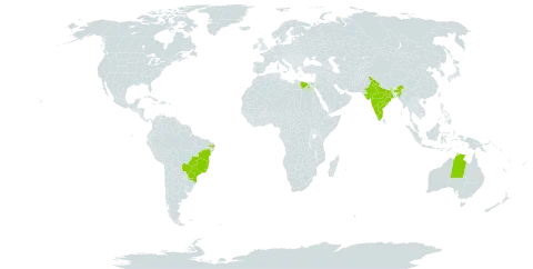 Erythrina speciosa world distribution map, present in Australia, Brazil, Egypt, and India