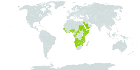 Erythrococca world distribution map, present in Angola, Benin, Burkina Faso, Botswana, Central African Republic, Congo, Cabo Verde, Eritrea, Ethiopia, Gabon, Ghana, Guinea, Gambia, Guinea-Bissau, Kenya, Liberia, Mozambique, Namibia, Nigeria, Rwanda, Saudi Arabia, Sudan, Senegal, Sierra Leone, Somalia, Togo, Tanzania, United Republic of, Uganda, Yemen, Zambia, and Zimbabwe