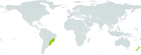 Escallonia bifida world distribution map, present in Brazil and New Zealand