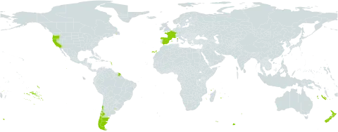 Escallonia rubra world distribution map, present in Argentina, Chile, Spain, France, New Zealand, Uruguay, and United States of America