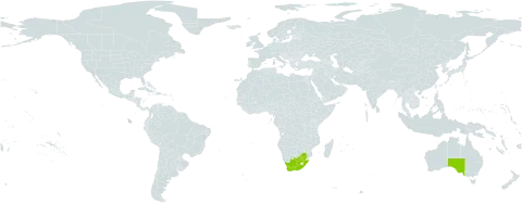 Eucalyptus lehmannii world distribution map, present in Australia and South Africa