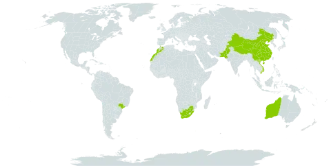 Eucalyptus occidentalis world distribution map, present in Australia, Brazil, China, Morocco, Pakistan, Viet Nam, and South Africa