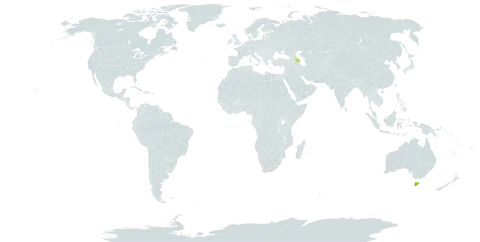 Eucalyptus urnigera world distribution map, present in Australia and Azerbaijan