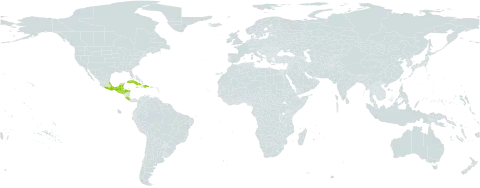 Eugenia aeruginea world distribution map, present in Belize, Costa Rica, Cuba, Dominican Republic, Guatemala, Honduras, Haiti, Jamaica, Mexico, Puerto Rico, El Salvador, and Trinidad and Tobago