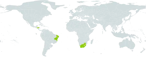 Eugenia luschnathiana world distribution map, present in Brazil, Honduras, and South Africa