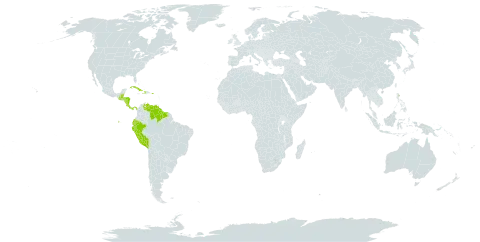 Eumachia microdon world distribution map, present in Belize, Brazil, Costa Rica, Cuba, Cayman Islands, Dominica, Ecuador, Guatemala, Guyana, Honduras, Haiti, Nicaragua, Panama, Peru, Puerto Rico, Suriname, and Venezuela (Bolivarian Republic of)