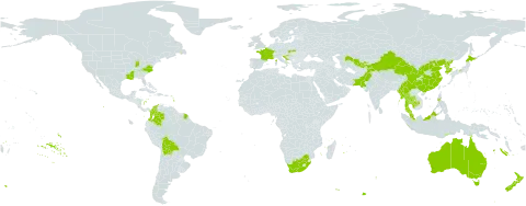 Euonymus japonicus world distribution map, present in Australia, Bolivia (Plurinational State of), China, Colombia, France, Croatia, Indonesia, Japan, Cambodia, Korea (Republic of), Myanmar, Malaysia, New Zealand, Pakistan, Philippines, Korea (Democratic People's Republic of), Slovakia, Thailand, Tajikistan, Timor-Leste, United States of America, Uzbekistan, and South Africa