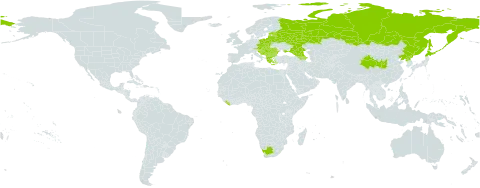 Euonymus verrucosus world distribution map, present in Albania, Armenia, Austria, Azerbaijan, Bulgaria, Bosnia and Herzegovina, Belarus, China, Czech Republic, Estonia, Georgia, Greece, Croatia, Hungary, Japan, Liberia, Lithuania, Latvia, North Macedonia, Montenegro, Poland, Korea (Democratic People's Republic of), Romania, Russian Federation, Serbia, Slovakia, Slovenia, Ukraine, and South Africa