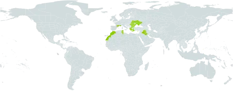 Euphorbia aleppica world distribution map, present in Bulgaria, Cyprus, France, Greece, Iraq, Morocco, Palau, Romania, Tunisia, and Ukraine