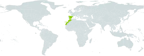 Euphorbia arvalis subsp. longistyla world distribution map, present in Spain and Morocco