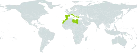 Euphorbia characias subsp. characias world distribution map, present in Albania, Spain, France, Greece, Italy, Libya, Morocco, Portugal, and Turks and Caicos Islands