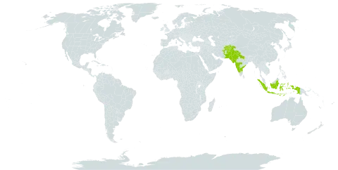 Euphorbia clarkeana world distribution map, present in Afghanistan, Indonesia, India, Maldives, and Pakistan