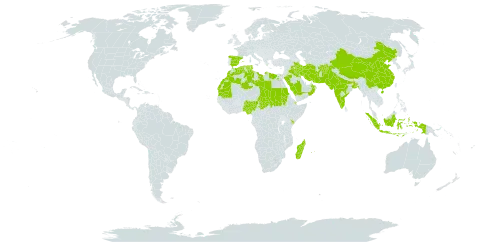 Euphorbia dracunculoides world distribution map, present in Afghanistan, Bangladesh, China, Djibouti, Algeria, Egypt, Spain, Indonesia, India, Iran (Islamic Republic of), Iraq, Kenya, Kuwait, Libya, Morocco, Madagascar, Mauritania, Mauritius, Nigeria, Nepal, Oman, Pakistan, Réunion, Saudi Arabia, Sudan, Chad, and Tunisia