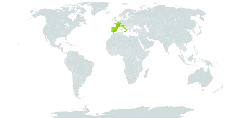 Euphorbia flavicoma world distribution map, present in Spain, France, Italy, and Portugal
