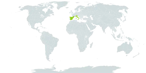 Euphorbia graminifolia world distribution map, present in Spain, France, and Italy