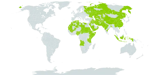 Euphorbia granulata world distribution map, present in Afghanistan, Angola, Bangladesh, China, Djibouti, Algeria, Egypt, Eritrea, Ethiopia, Indonesia, India, Iran (Islamic Republic of), Iraq, Kazakhstan, Kenya, Kyrgyzstan, Libya, Morocco, Mali, Mauritania, Nigeria, Oman, Pakistan, Palau, Russian Federation, Saudi Arabia, Sudan, Singapore, Somalia, Chad, Turkmenistan, Tunisia, Tanzania, United Republic of, Uzbekistan, and Yemen