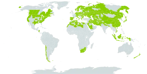 Euphorbia helioscopia world distribution map, present in Afghanistan, Åland Islands, Albania, Austria, Bangladesh, Bulgaria, Belarus, Canada, Switzerland, Chile, China, Cyprus, Czech Republic, Germany, Algeria, Egypt, Spain, Finland, Falkland Islands (Malvinas), France, Micronesia (Federated States of), United Kingdom of Great Britain and Northern Ireland, Georgia, Greece, Hungary, Indonesia, India, Ireland, Iran (Islamic Republic of), Iraq, Italy, Japan, Kazakhstan, Kyrgyzstan, Libya, Morocco, Malaysia, Nicaragua, Netherlands, Norway, New Zealand, Pakistan, Palau, Poland, Korea (Democratic People's Republic of), Portugal, Romania, Russian Federation, Saudi Arabia, Singapore, Sweden, Turks and Caicos Islands, Turkmenistan, Tunisia, Taiwan, Province of China, Ukraine, United States of America, Uzbekistan, Viet Nam, and South Africa