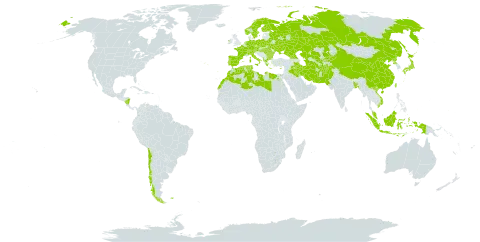 Euphorbia helioscopia subsp. helioscopia world distribution map, present in Afghanistan, Åland Islands, Albania, Austria, Bangladesh, Bulgaria, Belarus, Switzerland, Chile, China, Cyprus, Czech Republic, Germany, Algeria, Egypt, Spain, Finland, Falkland Islands (Malvinas), France, Micronesia (Federated States of), Georgia, Greece, Hungary, Indonesia, Ireland, Iran (Islamic Republic of), Iraq, Italy, Japan, Kazakhstan, Kyrgyzstan, Libya, Morocco, Malaysia, Nicaragua, Netherlands, Norway, Pakistan, Palau, Poland, Korea (Democratic People's Republic of), Portugal, Romania, Russian Federation, Singapore, Sweden, Turks and Caicos Islands, Turkmenistan, Tunisia, Taiwan, Province of China, Ukraine, Uzbekistan, and Viet Nam