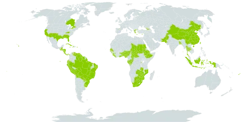 Euphorbia heterophylla world distribution map, present in Åland Islands, Andorra, Benin, Burkina Faso, Bangladesh, Bahamas, Belize, Bermuda, Bolivia (Plurinational State of), Brazil, Botswana, Central African Republic, Canada, China, Congo, Cook Islands, Costa Rica, Cuba, Cayman Islands, Cyprus, Djibouti, Dominica, Ecuador, Spain, Ethiopia, Fiji, Gabon, Georgia, Ghana, Guinea, Greece, Guatemala, Guyana, Honduras, Haiti, Indonesia, India, Jamaica, Liberia, Maldives, Mozambique, Norfolk Island, Nigeria, Nicaragua, Nauru, Pakistan, Panama, Peru, Palau, Puerto Rico, Paraguay, Rwanda, Sudan, Senegal, Sierra Leone, Suriname, Seychelles, Chad, Togo, Thailand, Tokelau, Tonga, Taiwan, Province of China, Uruguay, United States of America, Venezuela (Bolivarian Republic of), Samoa, South Africa, Zambia, and Zimbabwe