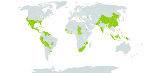 Euphorbia hypericifolia world distribution map, present in Aruba, Åland Islands, Burkina Faso, Bangladesh, Bahamas, Belize, Bermuda, Bolivia (Plurinational State of), Brazil, Central African Republic, China, Cook Islands, Costa Rica, Cuba, Cyprus, Dominica, Ecuador, Eritrea, Fiji, Georgia, Ghana, Guinea, Greece, Guatemala, Guyana, Honduras, Haiti, Indonesia, India, Sri Lanka, Maldives, Mexico, Myanmar, Mozambique, Nicaragua, Nepal, Nauru, Pakistan, Panama, Peru, Puerto Rico, Korea (Democratic People's Republic of), Paraguay, Senegal, Sierra Leone, Suriname, Seychelles, Chad, Tokelau, Taiwan, Province of China, Uruguay, United States of America, Venezuela (Bolivarian Republic of), and South Africa