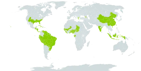 Euphorbia hyssopifolia world distribution map, present in Aruba, Åland Islands, Benin, Burkina Faso, Bahamas, Belize, Bermuda, Bolivia (Plurinational State of), Brazil, China, Costa Rica, Cuba, Dominica, Ecuador, Gabon, Georgia, Ghana, Guinea, Guinea-Bissau, Greece, Guatemala, Guyana, Honduras, Haiti, Indonesia, India, Jamaica, Liberia, Mali, Nigeria, Nicaragua, Panama, Peru, Puerto Rico, Paraguay, Senegal, Sierra Leone, Suriname, Chad, Togo, Taiwan, Province of China, Uruguay, United States of America, and Venezuela (Bolivarian Republic of)