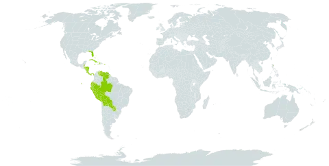 Euphorbia lasiocarpa world distribution map, present in Bahamas, Belize, Bolivia (Plurinational State of), Brazil, Costa Rica, Cuba, Dominica, Ecuador, Honduras, Haiti, Jamaica, Nicaragua, Panama, Peru, Palau, Puerto Rico, Paraguay, United States of America, and Venezuela (Bolivarian Republic of)