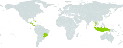 Euphorbia leucocephala world distribution map, present in Brazil, Cuba, Dominica, Guatemala, Honduras, Indonesia, Nicaragua, Panama, Puerto Rico, and Thailand