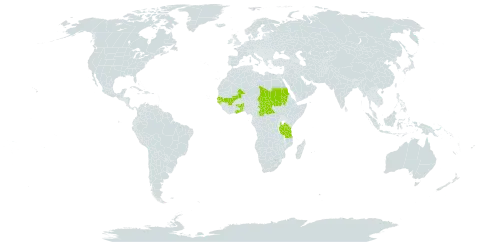 Euphorbia macrophylla world distribution map, present in Benin, Central African Republic, Ghana, Guinea-Bissau, Mali, Sudan, Senegal, Chad, Togo, and Tanzania, United Republic of