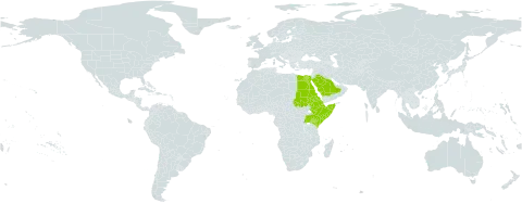 Euphorbia nubica world distribution map, present in Djibouti, Egypt, Eritrea, Ethiopia, Kenya, Saudi Arabia, Sudan, Singapore, Somalia, and Uganda