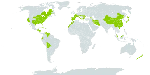 Euphorbia nutans world distribution map, present in Åland Islands, Albania, Austria, Bulgaria, Belize, Bermuda, Bolivia (Plurinational State of), Canada, Switzerland, China, Cuba, Cyprus, Dominica, Ecuador, Spain, France, Micronesia (Federated States of), Georgia, Greece, Guatemala, Honduras, Haiti, Hungary, Iran (Islamic Republic of), Italy, Japan, Morocco, Malaysia, Nicaragua, New Zealand, Palau, Puerto Rico, Portugal, Romania, Turks and Caicos Islands, United States of America, and Venezuela (Bolivarian Republic of)