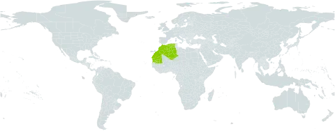 Euphorbia officinarum subsp. officinarum world distribution map, present in Algeria, Morocco, and Mauritania