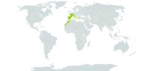 Euphorbia peplus var. minima world distribution map, present in Spain, France, Greece, Italy, Morocco, and Turks and Caicos Islands