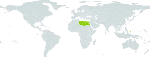 Euphorbia sintenisii world distribution map, present in Cyprus, Egypt, Libya, Palau, Singapore, and Turks and Caicos Islands