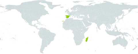 Euphorbia stenoclada subsp. stenoclada world distribution map, present in Spain and Madagascar